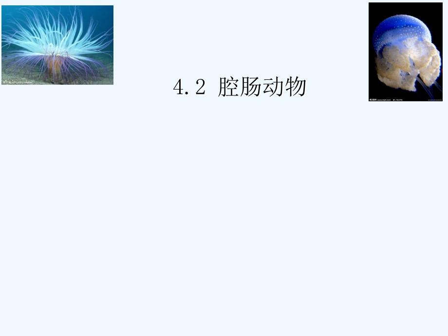 冀教版生物七年级上册课件：4.2 腔肠动物、扁形动物 课件 (18张ppt)_第1页