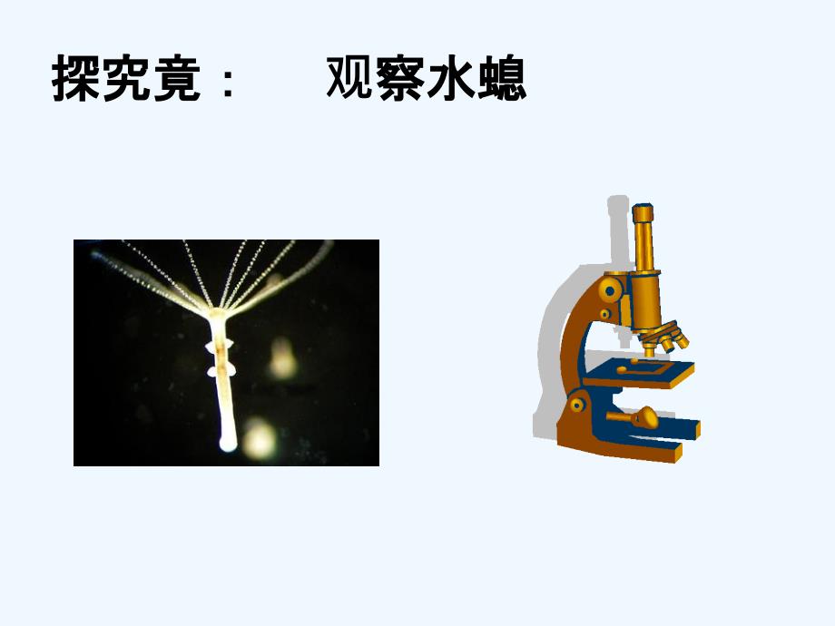 冀教版生物七年级上册课件：4.2 腔肠动物、扁形动物 课件 (18张ppt)_第4页