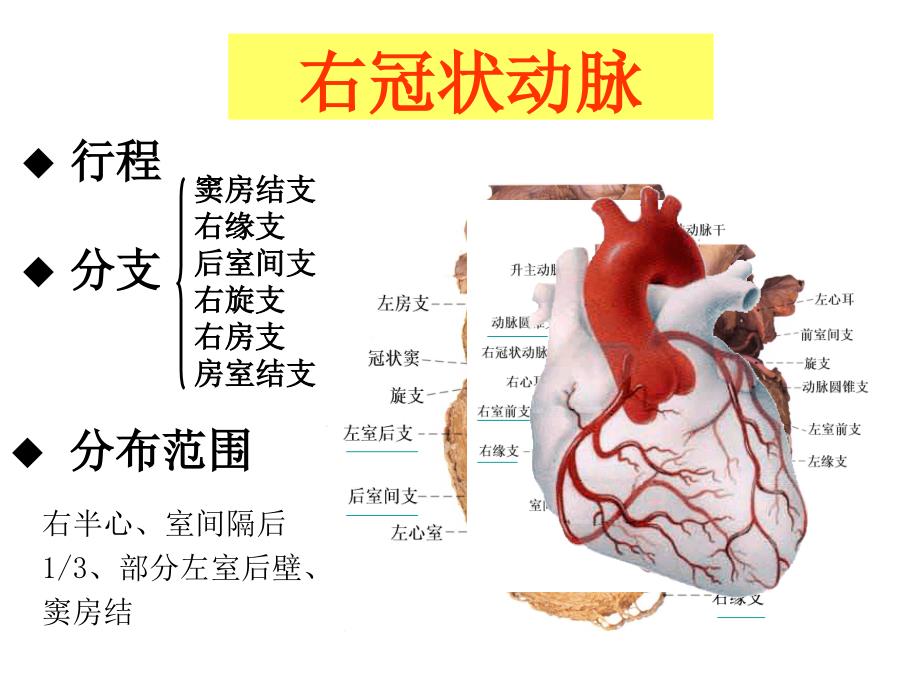 心血管心包肺循环动脉_第3页