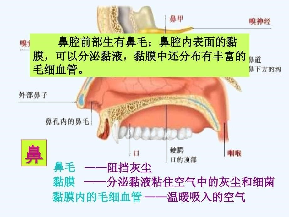 七年级生物下册 4.10.3 人体和外界环境的气体交换课件一 （新版）苏教版_第5页