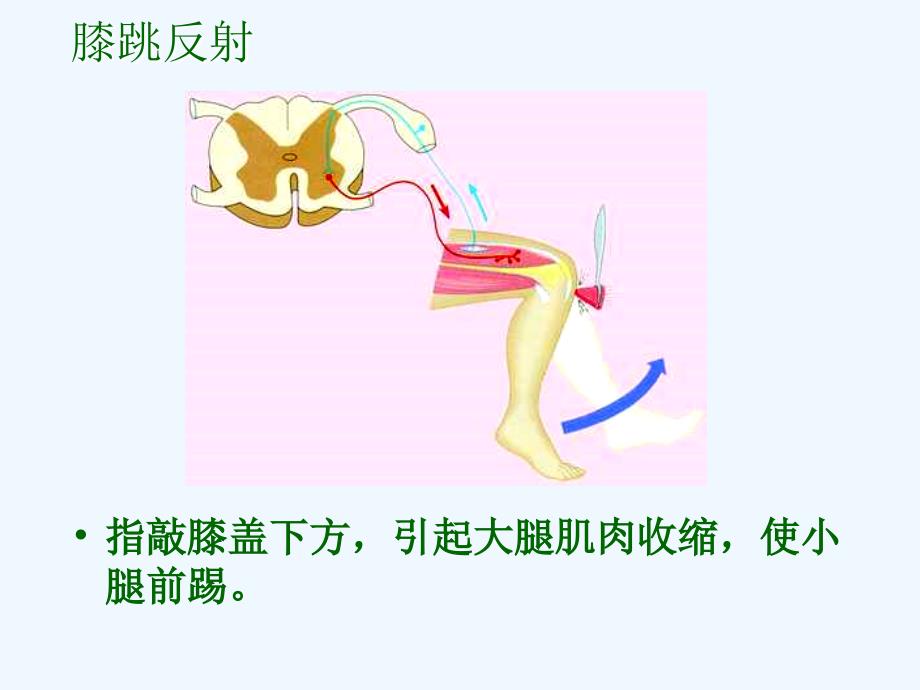 七年级生物下册 第六章 第三节 神经调节的基本方式课件 新人教版_第4页