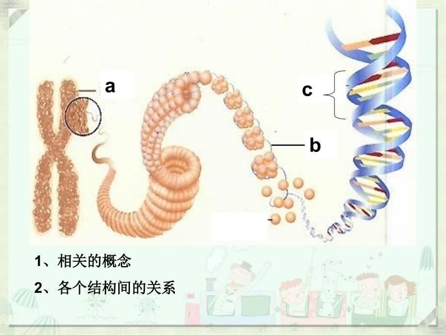 天津市葛沽三中八年级生物《生物的遗传与变异》课件_第5页