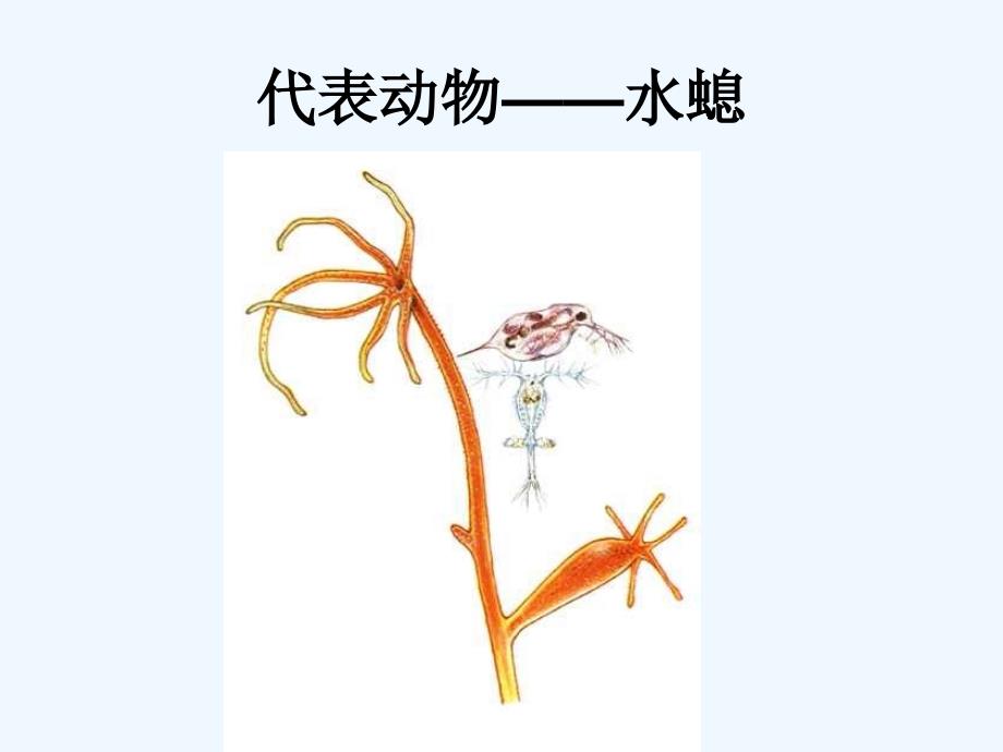 八年级生物上册 第一章 第一节 腔肠动物和扁形动物课件 （新版）新人教版_第3页