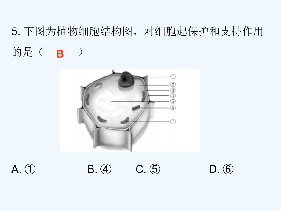 北师大版七年级生物上册课件：第3章 第1节  细胞的基本结构和功能-3-课堂十分钟_第4页