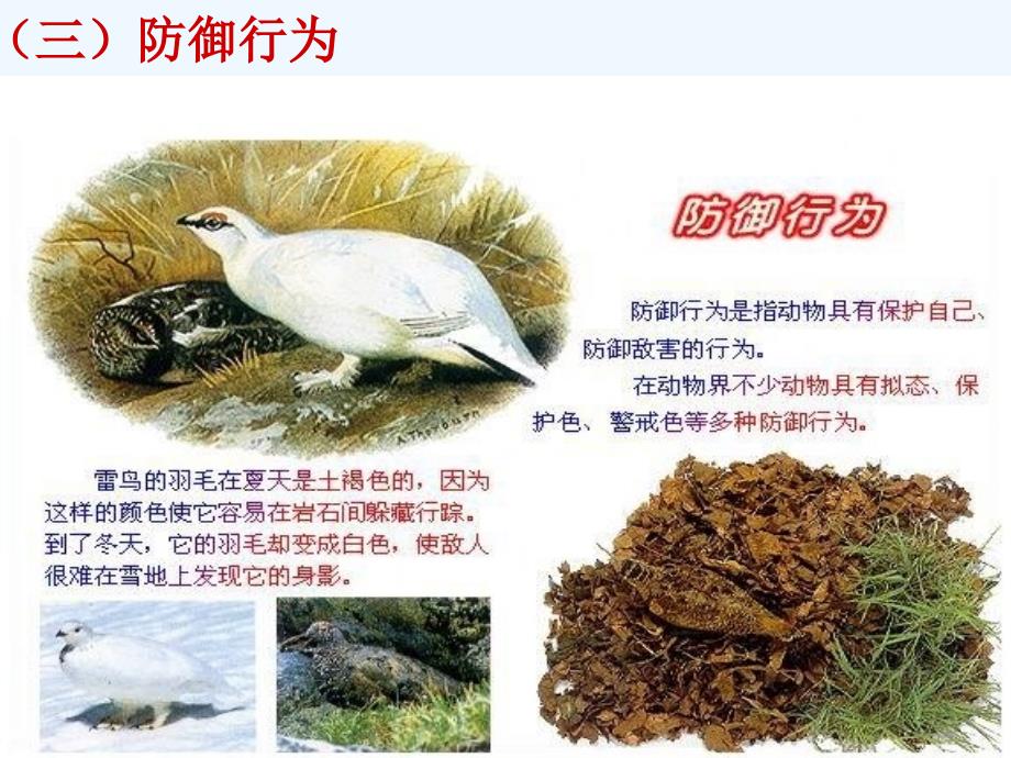 冀教版八年级生物上册 4.2.2动物行为的类型（课件2）_第4页