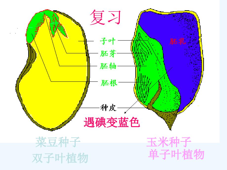 人教版生物七年级上册同步课件：第3单元第2章 第一节 种子的萌发 课件4_第2页