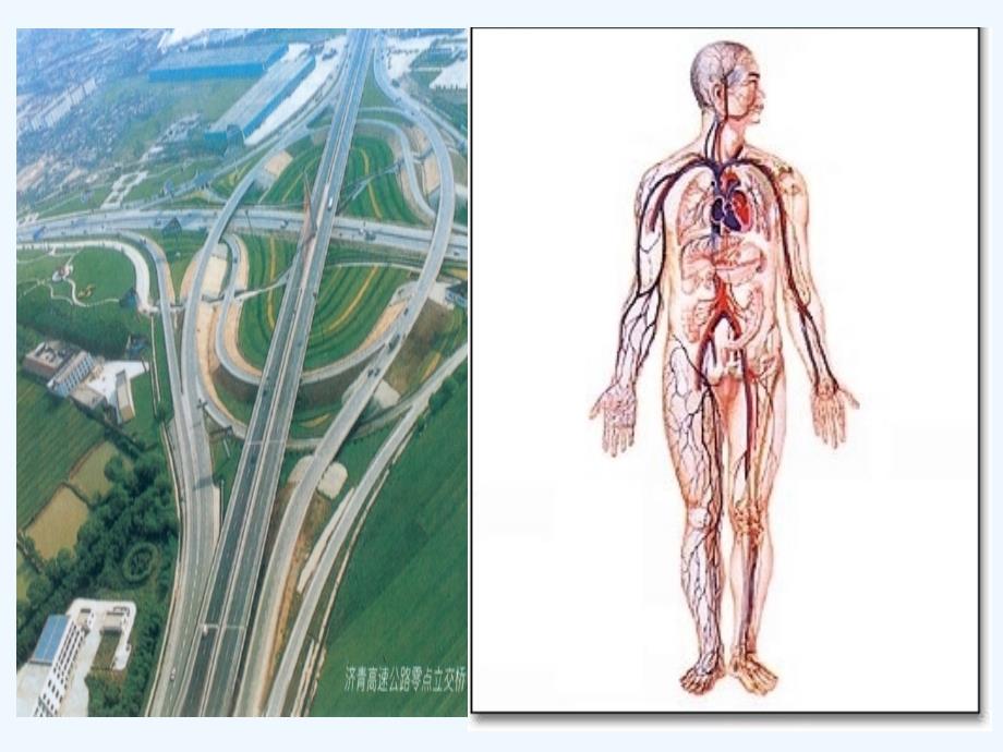 内蒙古赤峰市当铺地中学七年级生物下册 第四章 第一节 流动的组织-血液课件 （新版）新人教版_第1页