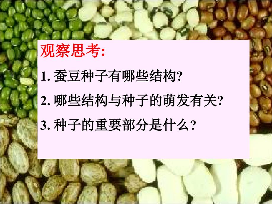 人教版七年级生物上课件《植物种子的萌发》_第4页