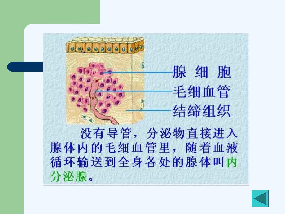 北京市和平北路学校生物人教版七年级下册 6.4 激素调节 课件_第4页