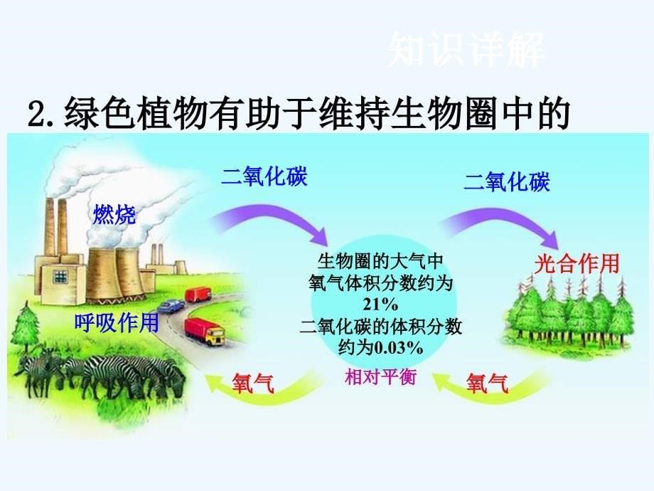 中考生物复习课件：4.第四节 绿色植物对生物圈有重大作用_第5页