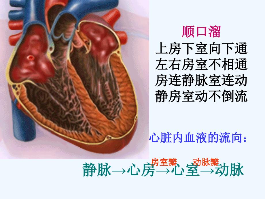 七年级生物下册4.4.3输送血液的泵--心脏课件人教新课标版_第4页