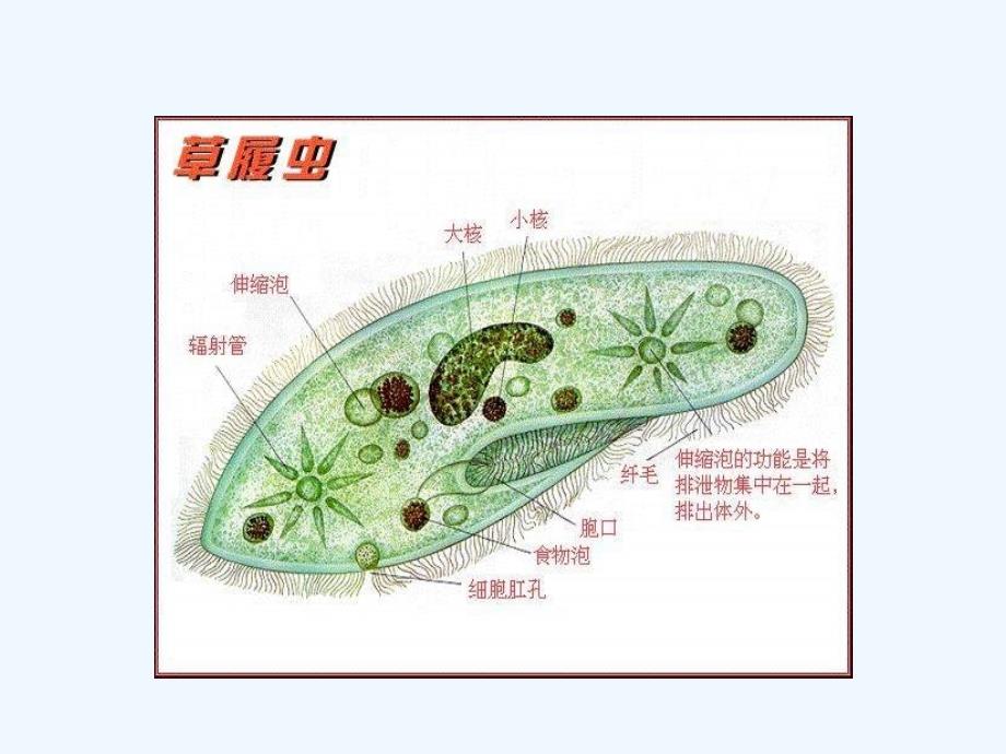 山东专用：济南版生物七年级上《细胞的结构和功能》课件1_第4页