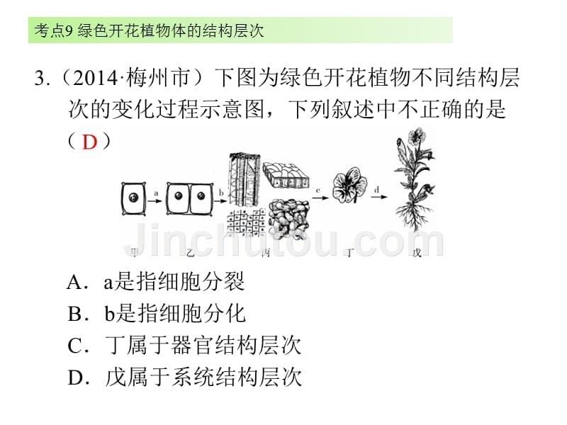 广东省中考生物复习考点课件 考点9 绿色开花植物体的结构层次_第5页