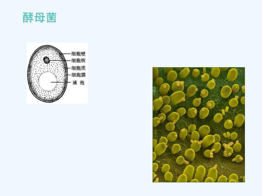 生物：人教版七年级上第2单元第3章第3节《只有一个细胞的生物体》课件_第4页