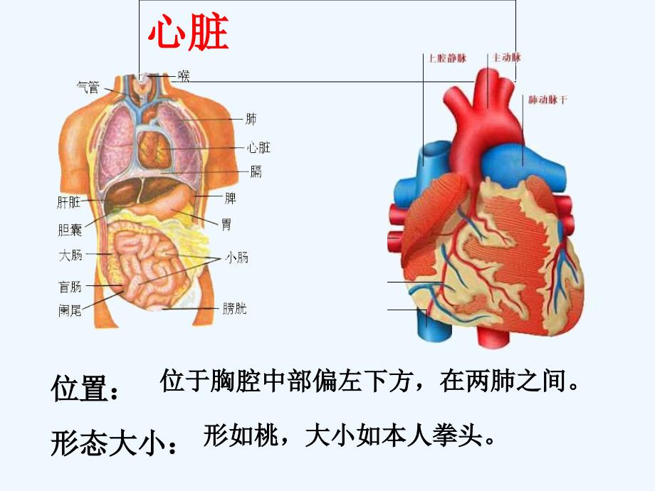 河北省邢台市临西一中七年级下册生物《输送血液的泵--心脏》课件_第3页