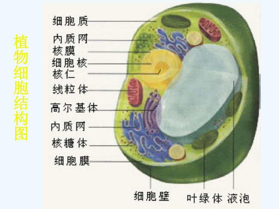 生物：北师大版七年级上：第2单元第3章第1节《细胞的基本结构和功能》（第4课时）课件_第2页