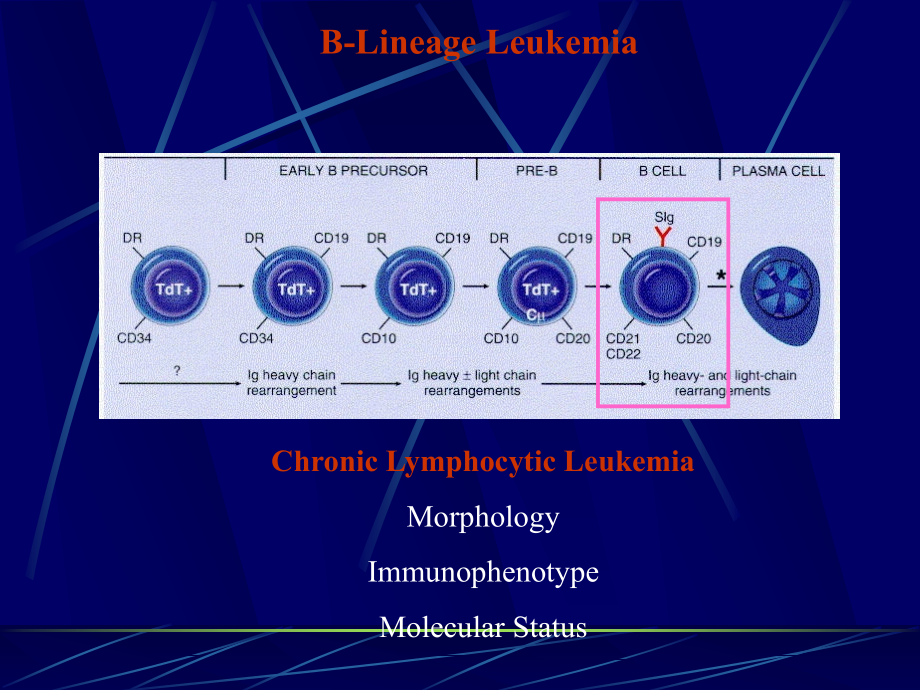 课件：淋巴瘤讲义_第3页