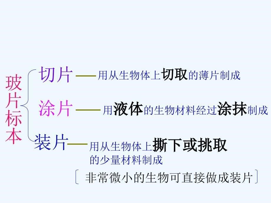 河北省高阳县宏润中学七年级生物上册《观察植物细胞》课件 新人教版_第5页