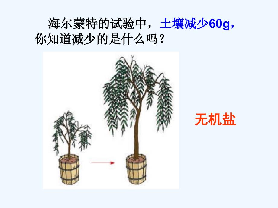 苏科版七年级生物上册课件：绿色植物的生长需要水和无机盐1_第2页