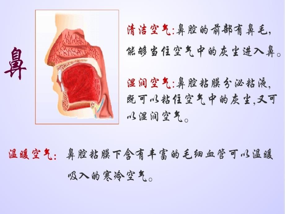 课件：人体细胞获得氧气的过程优秀课件_第4页