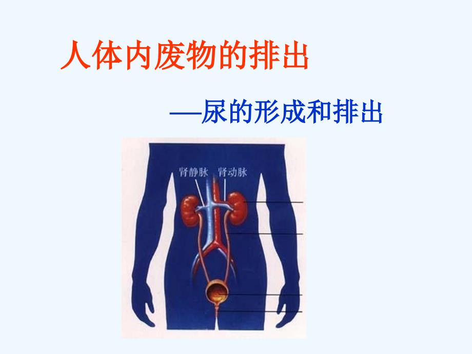 甘肃专用 人教版七年级生物《人体内废物的排出》课件（1）_第1页