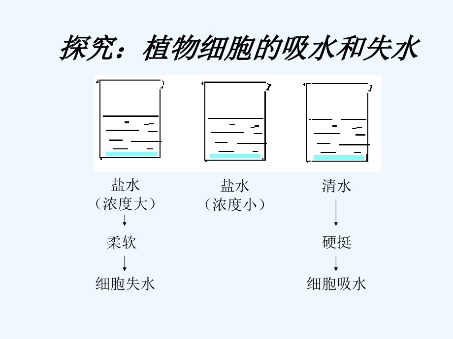 江苏地区 苏教版生物七年级上课件：3.5.3《植物生长需要水和无机盐》_第3页