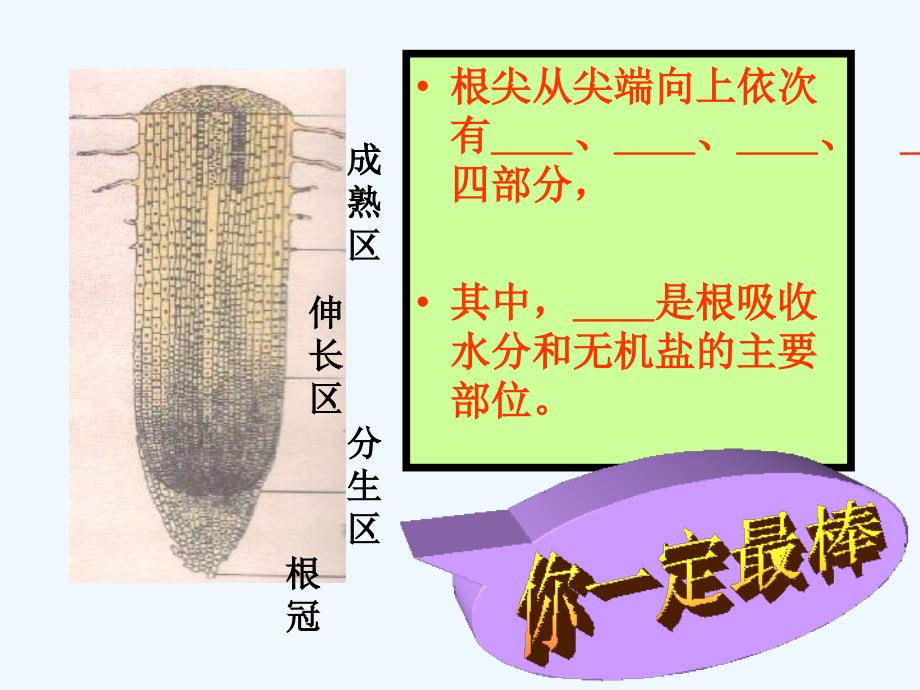 江苏地区 苏教版生物七年级上课件：3.5.3《植物生长需要水和无机盐》_第4页