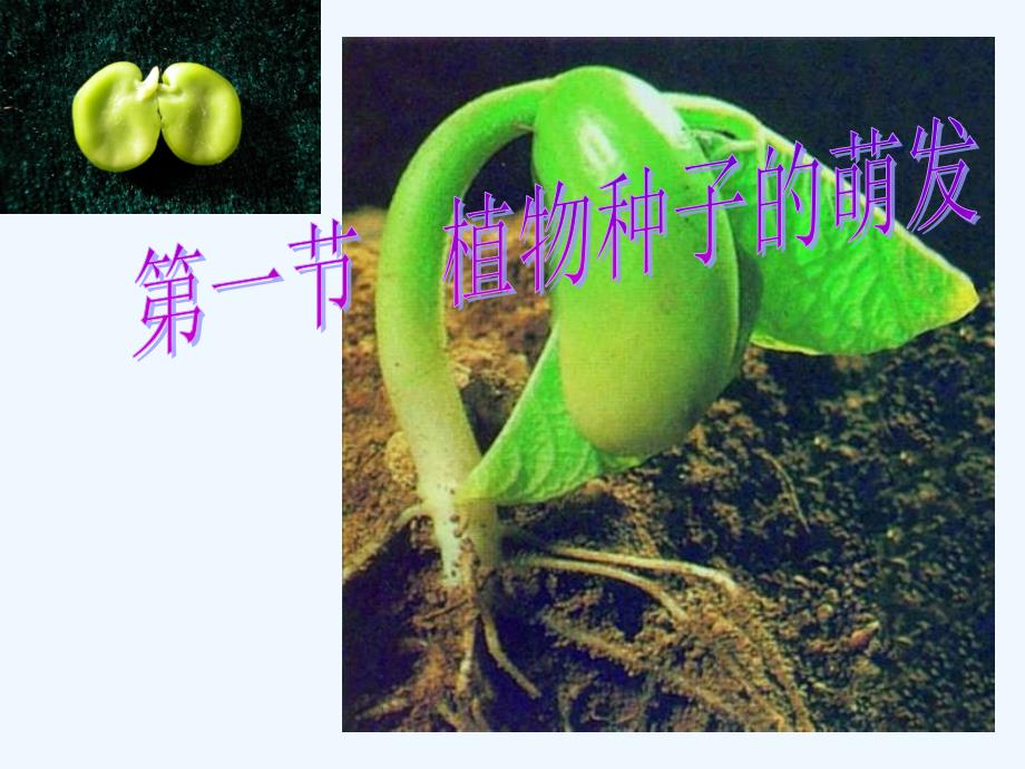 甘肃省兰州市第十九中学七年级生物上册 3.5.1 植物种子的萌发课件 苏教版_第2页