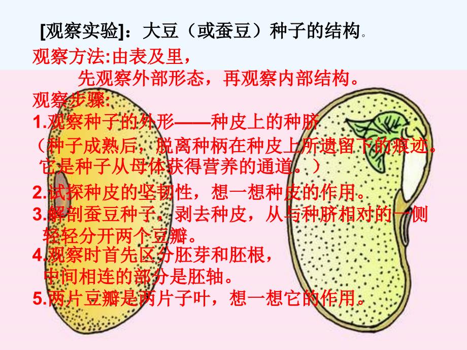 甘肃省兰州市第十九中学七年级生物上册 3.5.1 植物种子的萌发课件 苏教版_第4页