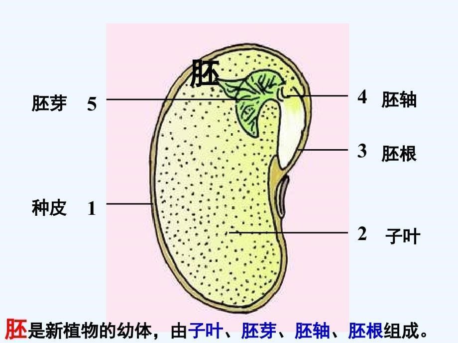 甘肃省兰州市第十九中学七年级生物上册 3.5.1 植物种子的萌发课件 苏教版_第5页