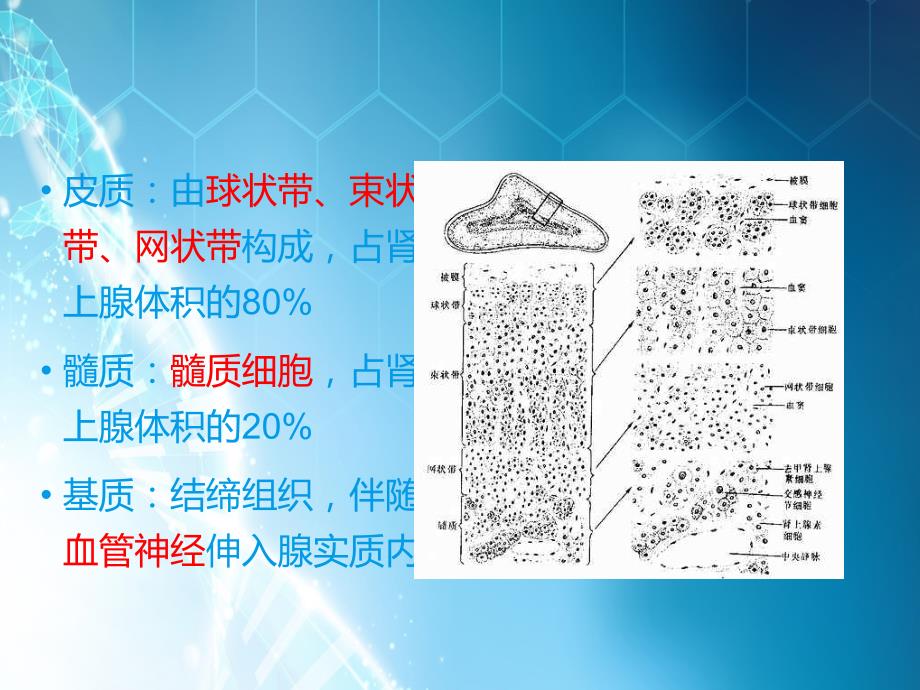 肾上腺解剖及生理ppt课件_第4页