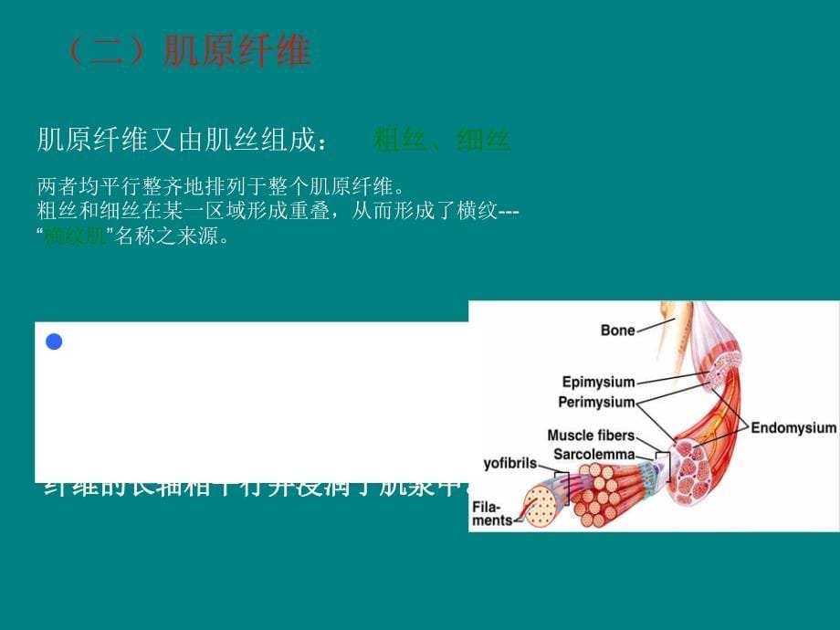 课件：肉的组织结构和化学成分分析_第5页