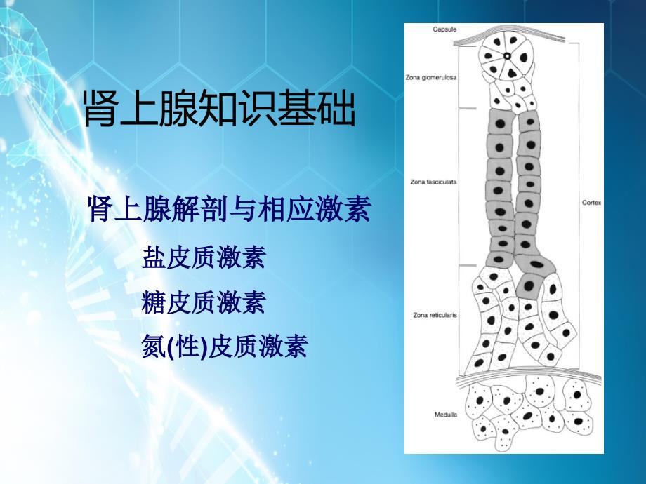 醛固酮增多症讲义ppt课件_第2页