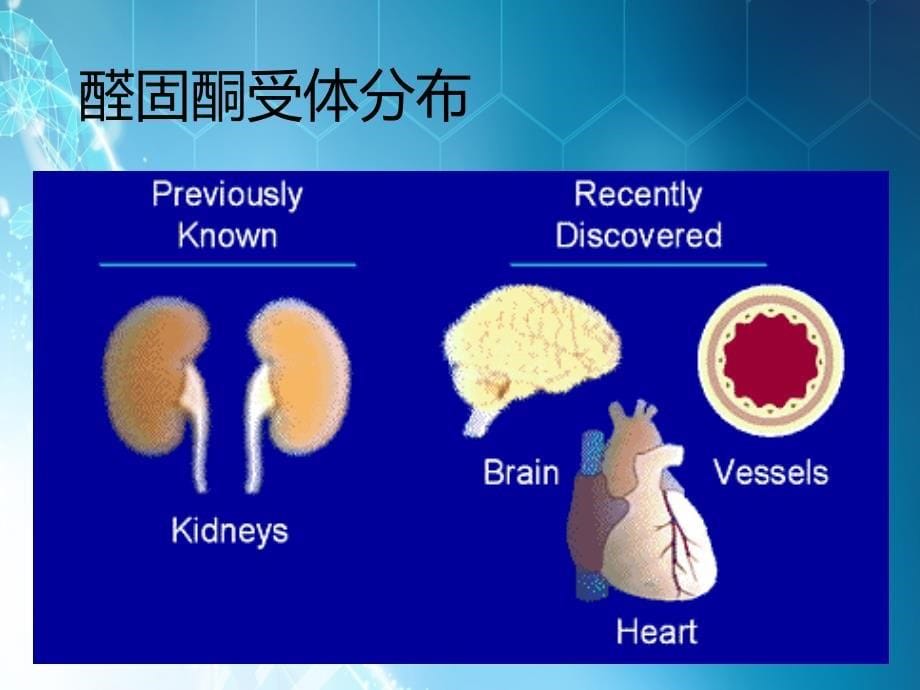 醛固酮增多症讲义ppt课件_第5页