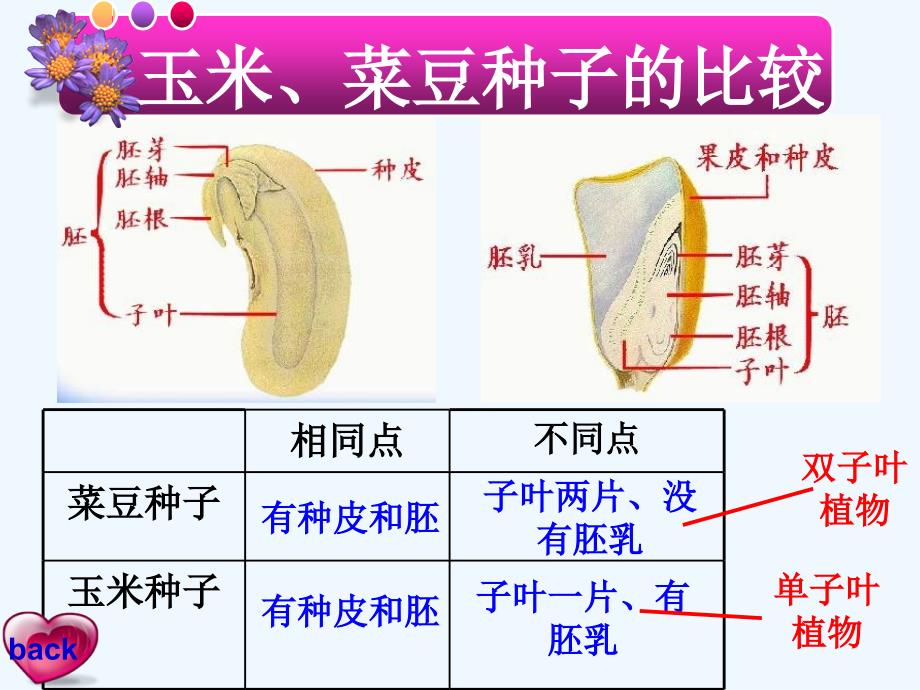 湖北省武汉市七年级生物上册《3.1.2种子植物》课件 新人教版_第3页