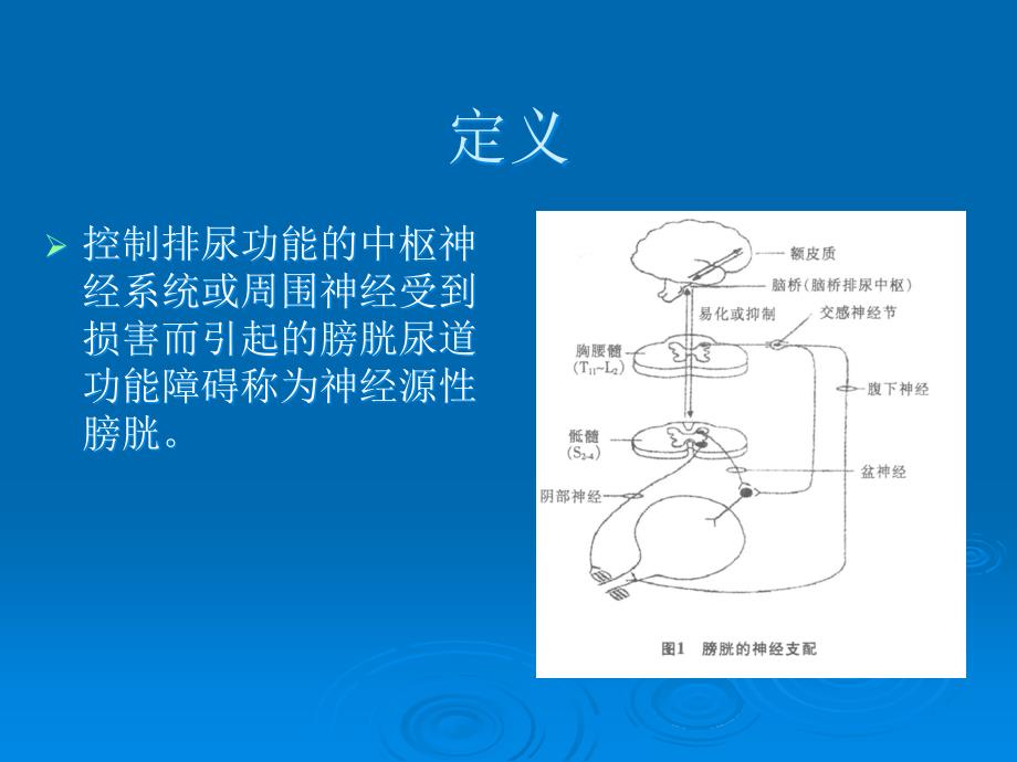 课件：神经源性膀胱寇姣姣_第2页