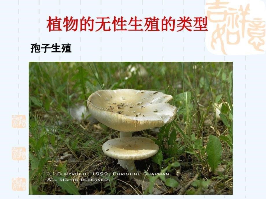 江苏地区 苏教版生物八年级上课件：第14章第一节《生物的无性生殖》(1)_第5页