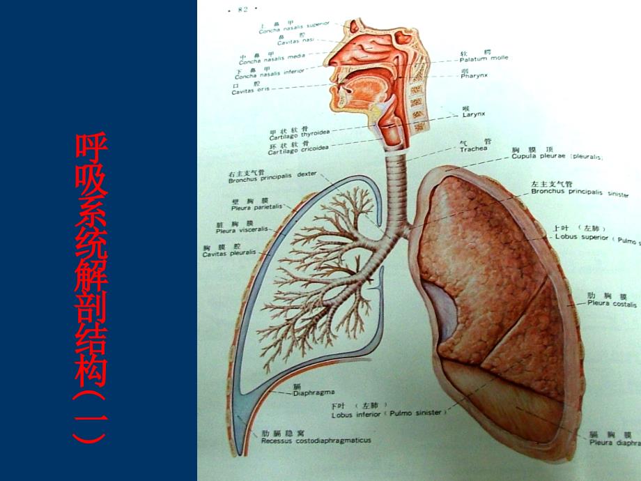 课件：呼吸系统急症及窒息_第2页