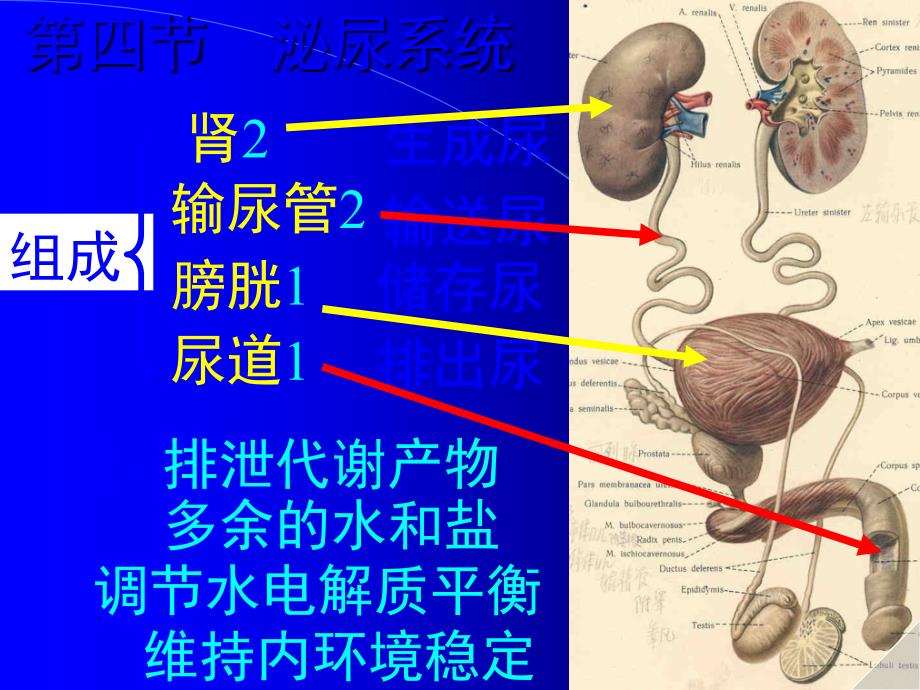 课件：泌尿_第1页