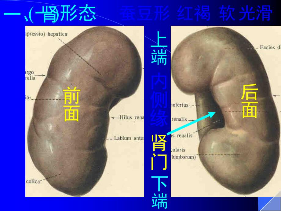 课件：泌尿_第2页