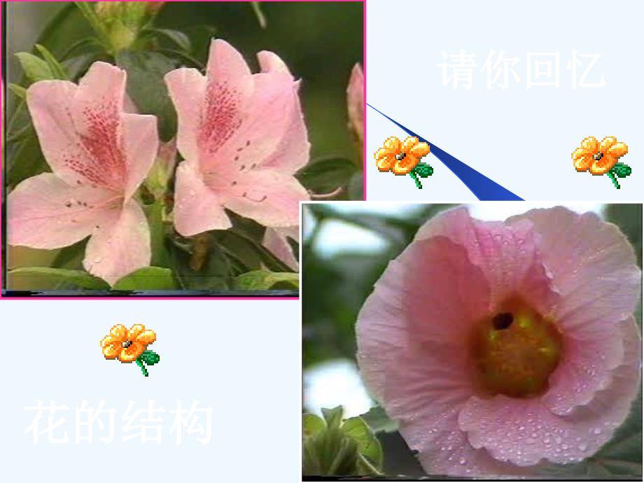 甘肃专用 人教版七年级生物《植物的生殖》课件_第2页