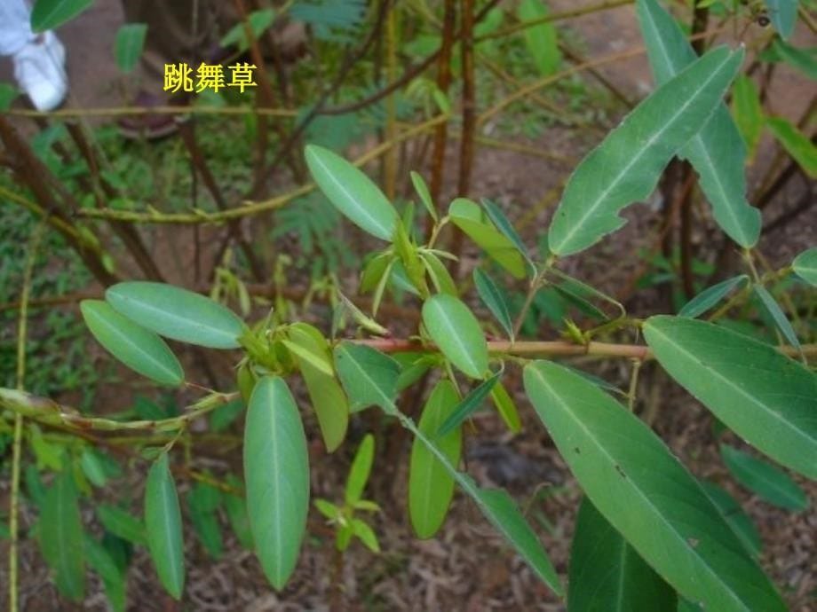 贵州省凯里市第六中学八年级地理下册《西南边陲的特色旅游区-西双版纳》（第3课时）课件 新人教版_第5页