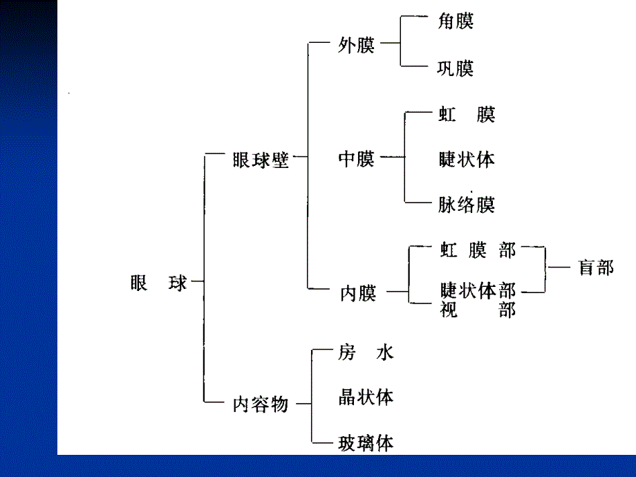 头部的器官_第4页