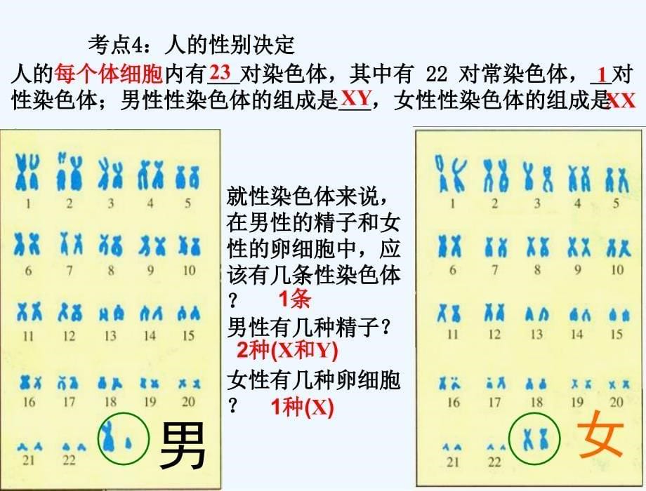 广东省中山市黄圃镇中学人教版生物中考复习课件：第七单元第二章 生物的遗传和变异_第5页