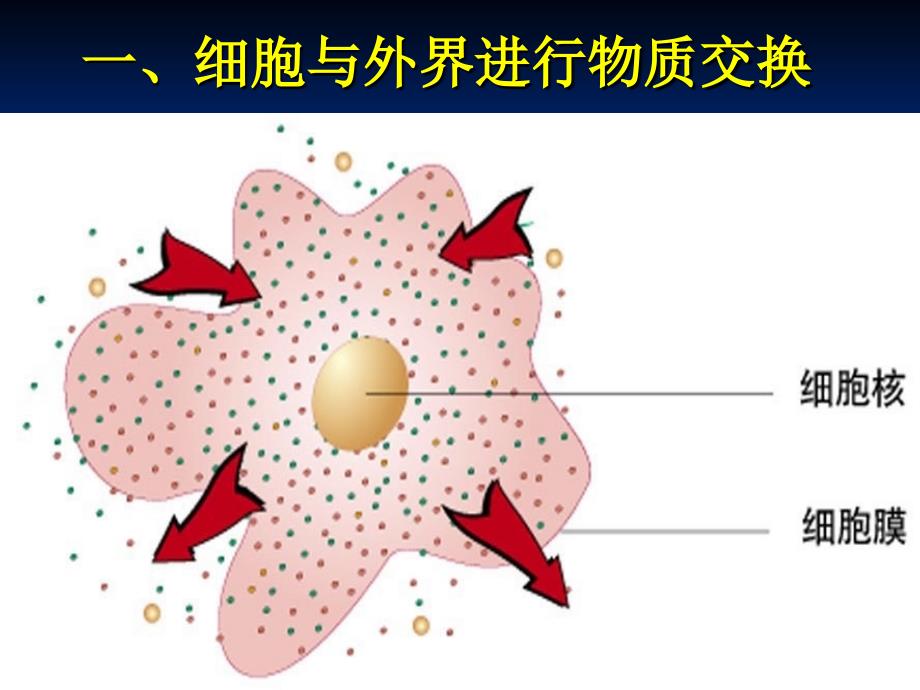 生物：北师大版七年级上：第2单元第3章第2节《细胞是生命活动的单位》（第2课时）课件_第3页