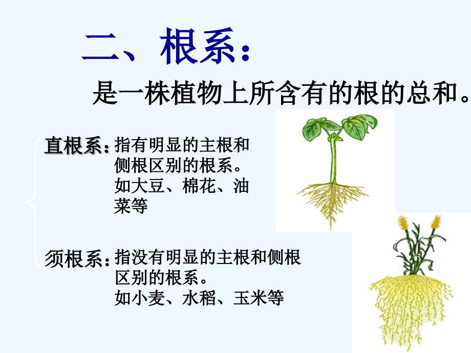 湖北省汉川实验中学七年级生物 营养器官的生长（课件）_第3页