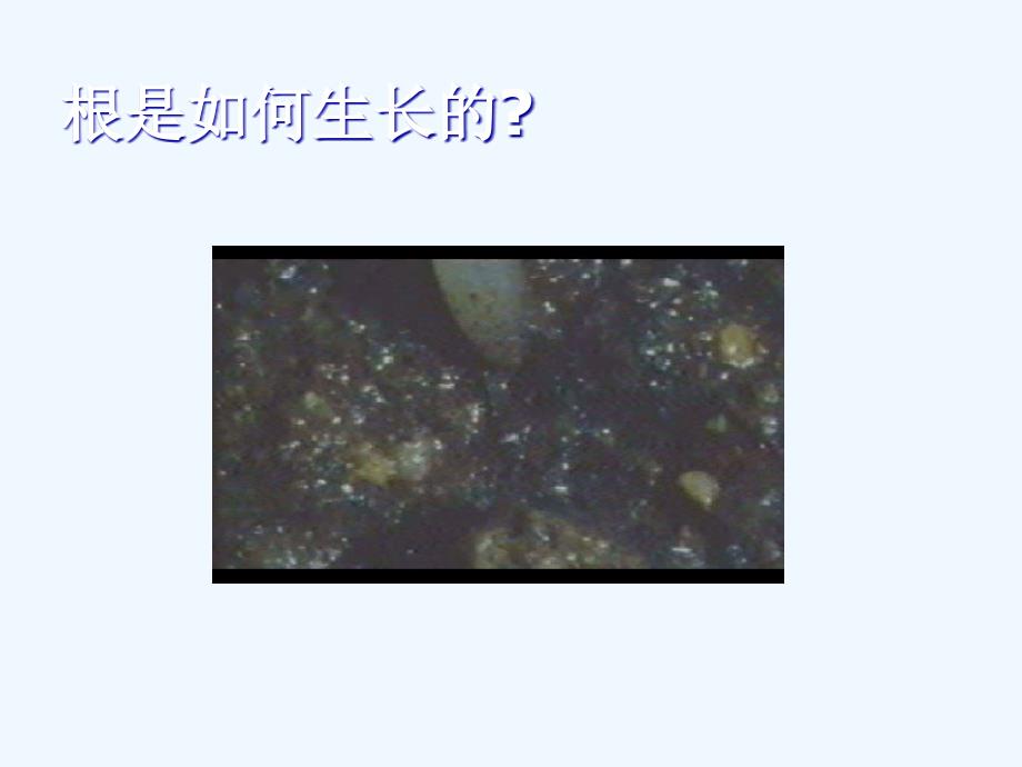 湖北省汉川实验中学七年级生物 营养器官的生长（课件）_第4页