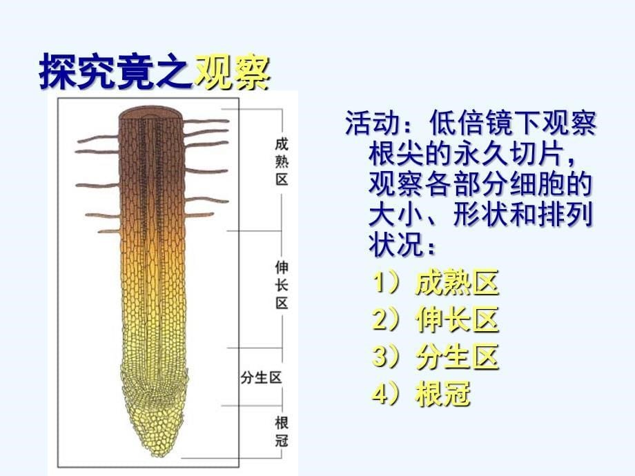 湖北省汉川实验中学七年级生物 营养器官的生长（课件）_第5页