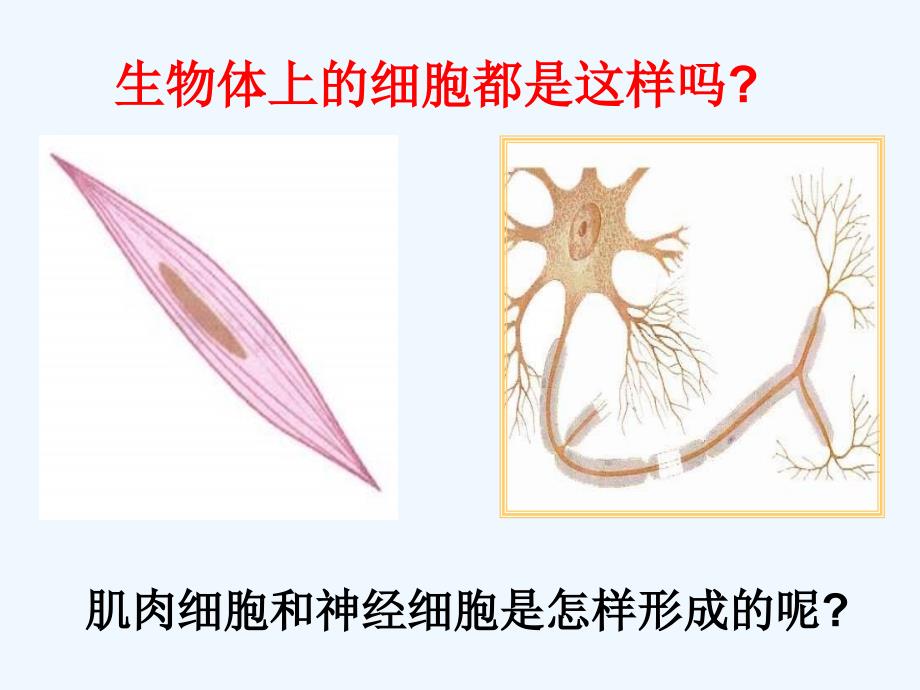 河北省围场满族蒙古族自治县半截塔镇中学七年级生物上册 第二单元 第二章 第二节 动物体的结构层次课件2 （新版）新人教版_第3页