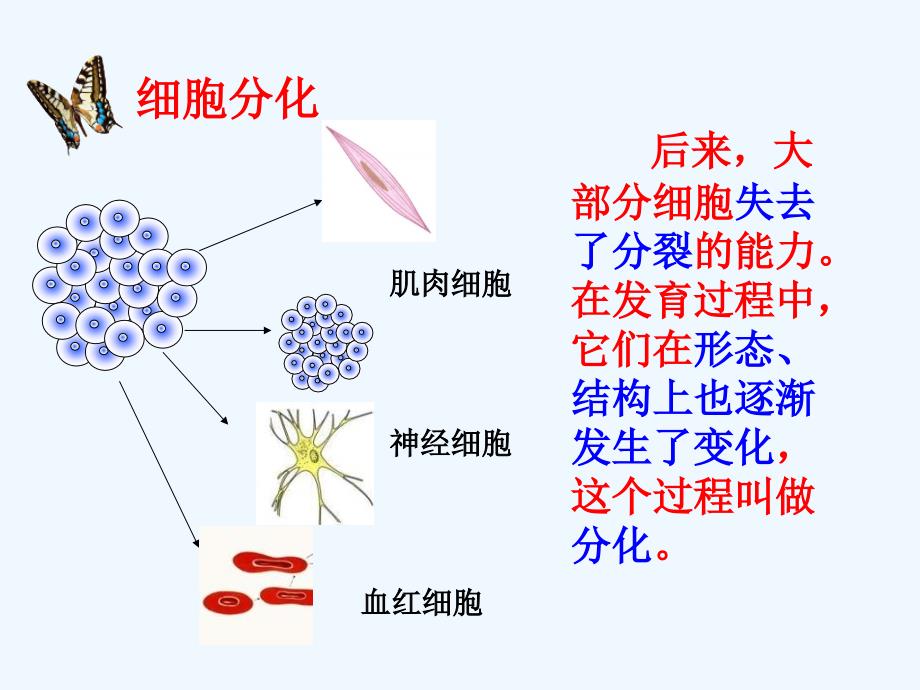 河北省围场满族蒙古族自治县半截塔镇中学七年级生物上册 第二单元 第二章 第二节 动物体的结构层次课件2 （新版）新人教版_第4页